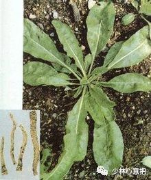 中药药材大全及功效,补肾中药大全及功效