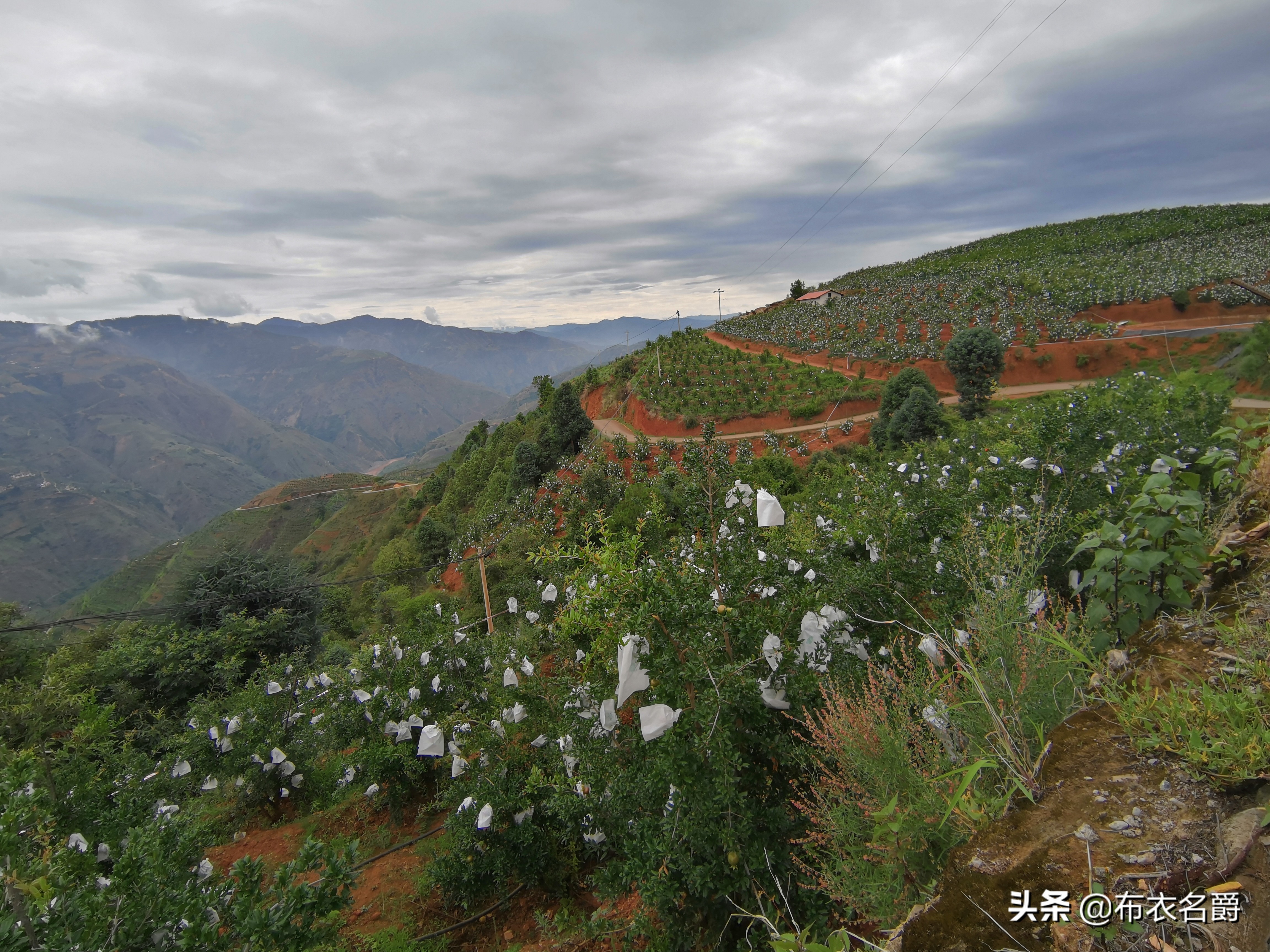 养羊技术与羊病预防推荐,养羊与羊病防控知识