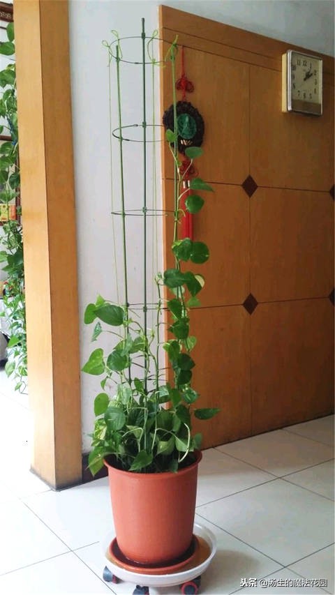冬天办公室的绿萝要不要浇水,绿萝冬天烂根怎么处理