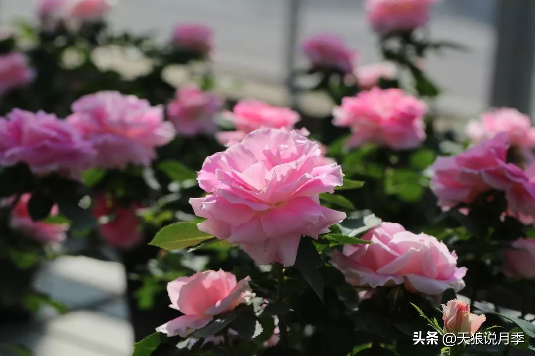 都说“最美人间四月天”，应该就是月季开花的模样吧！