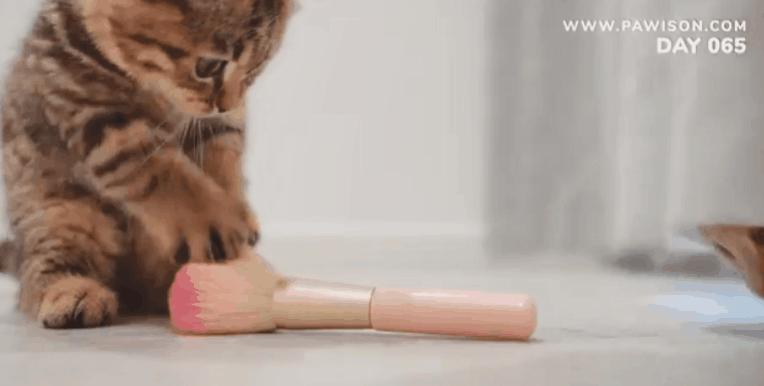 国家一级保护野生猫,国家一级保护哺乳动物名单