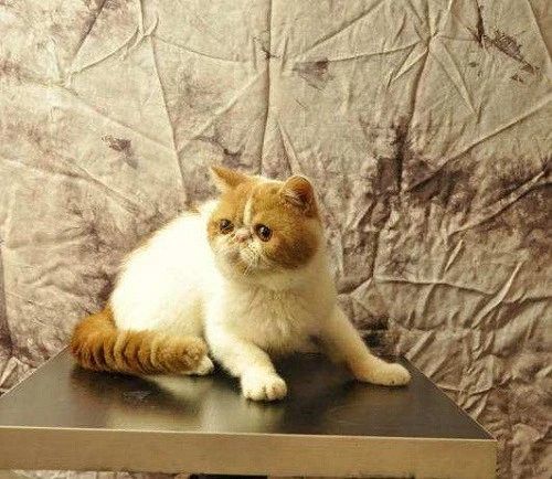 三个月的幼猫拉屎带血是怎么回事,猫拉屎带血要怎么才能解决