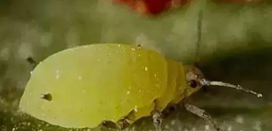 如何区分4类地下害虫的危害特点,田间害虫多该怎样消灭地下害虫