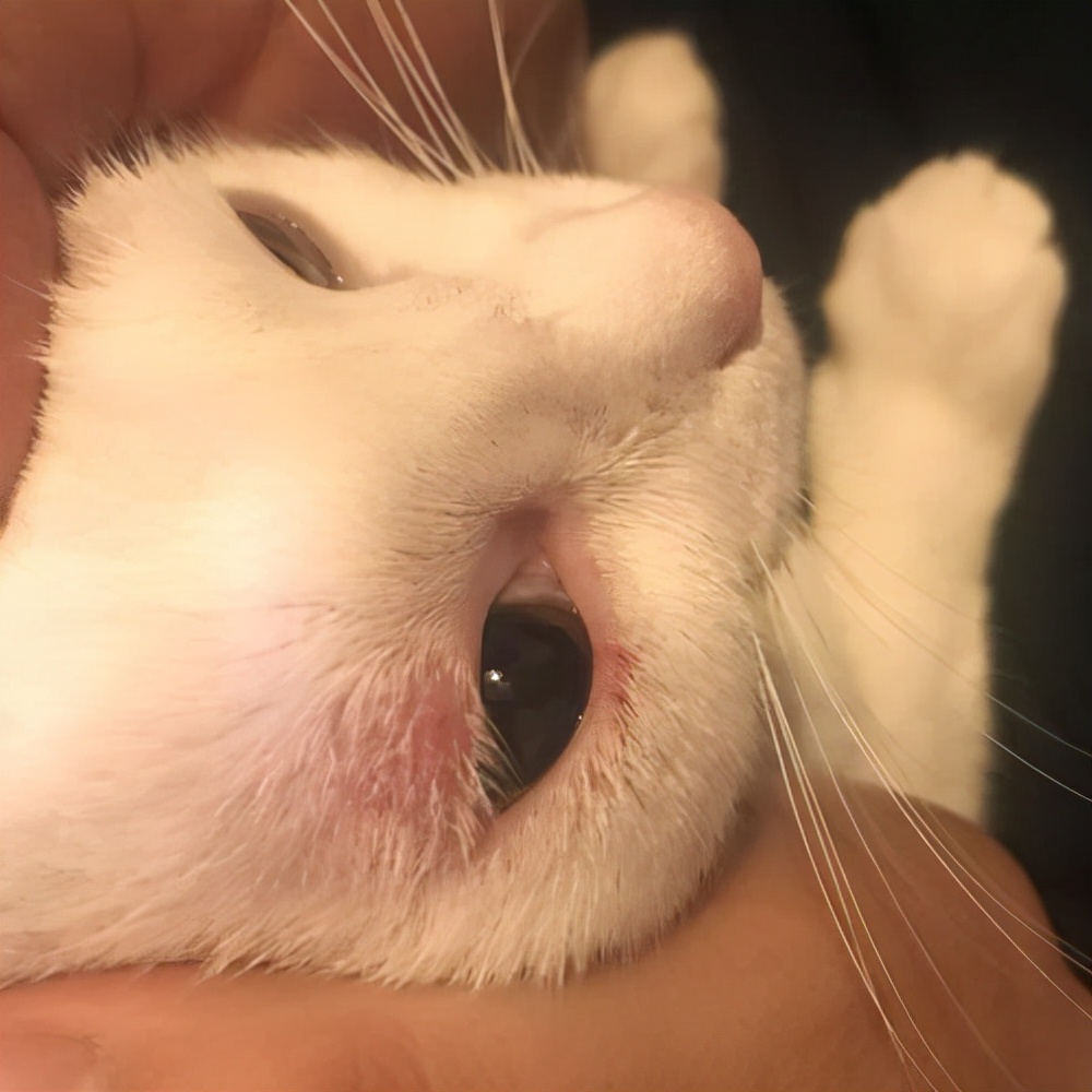 猫猫疾病预判,猫猫什么情况下容易得病