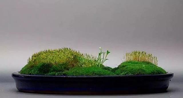 小苔藓最佳治疗方法,小型苔藓微景观怎么养