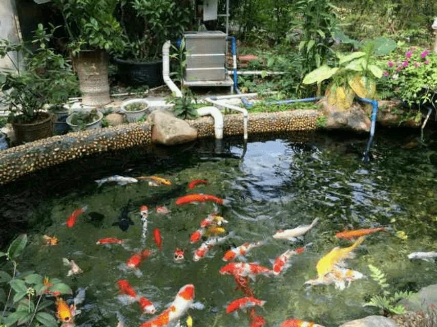 锦鲤鱼池下过滤池底粪便如何清除,锦鲤鱼池过滤系统十大注意事项