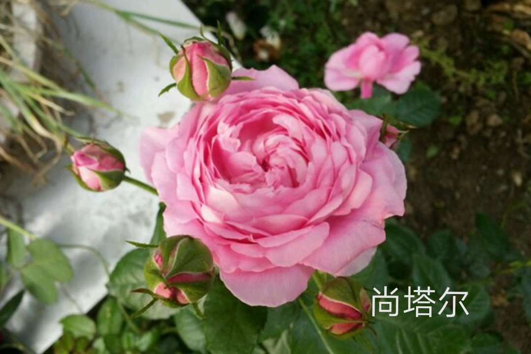 适合做切花的月季品种,十大公认最好切花月季