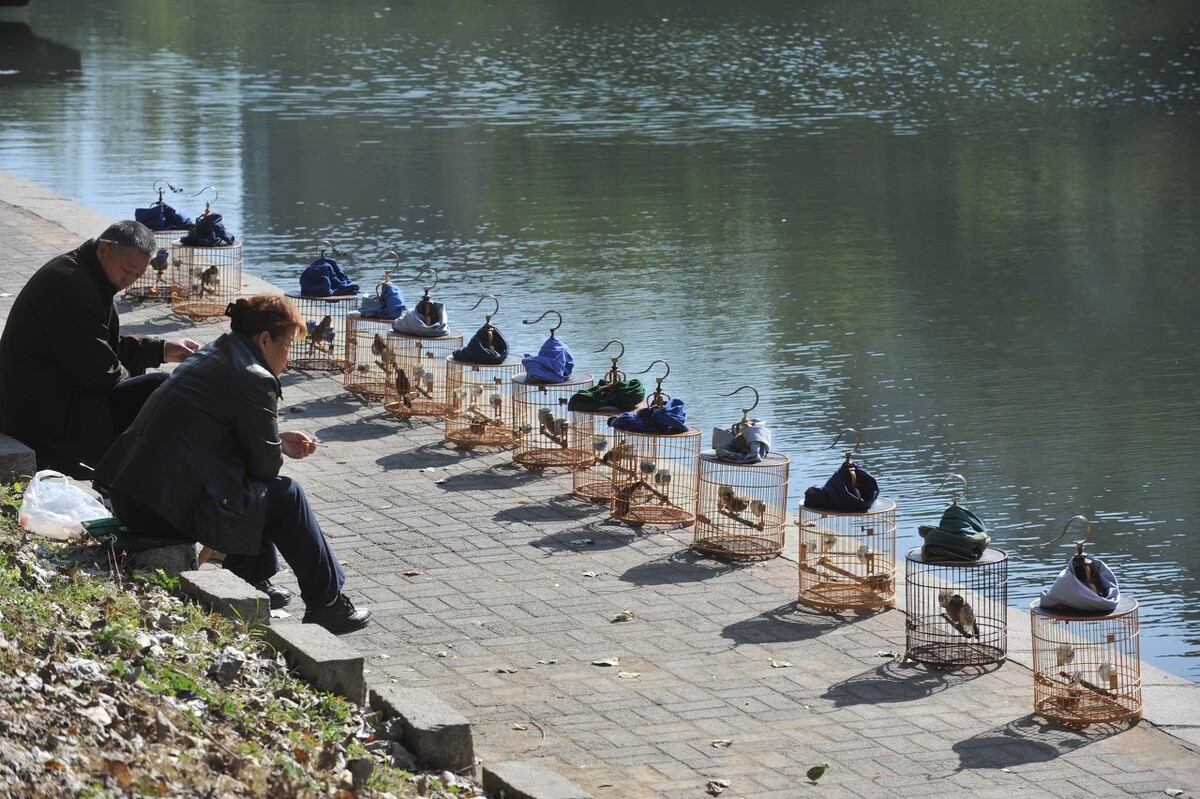 画眉鸟落性后的恢复,画眉鸟起性前的预兆