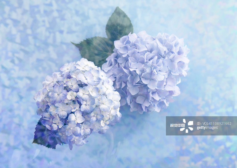 6种美好的花儿，陪你走过整个夏天的各个节气