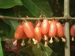 世界稀奇水果品种大全,世界热带奇特水果品种介绍