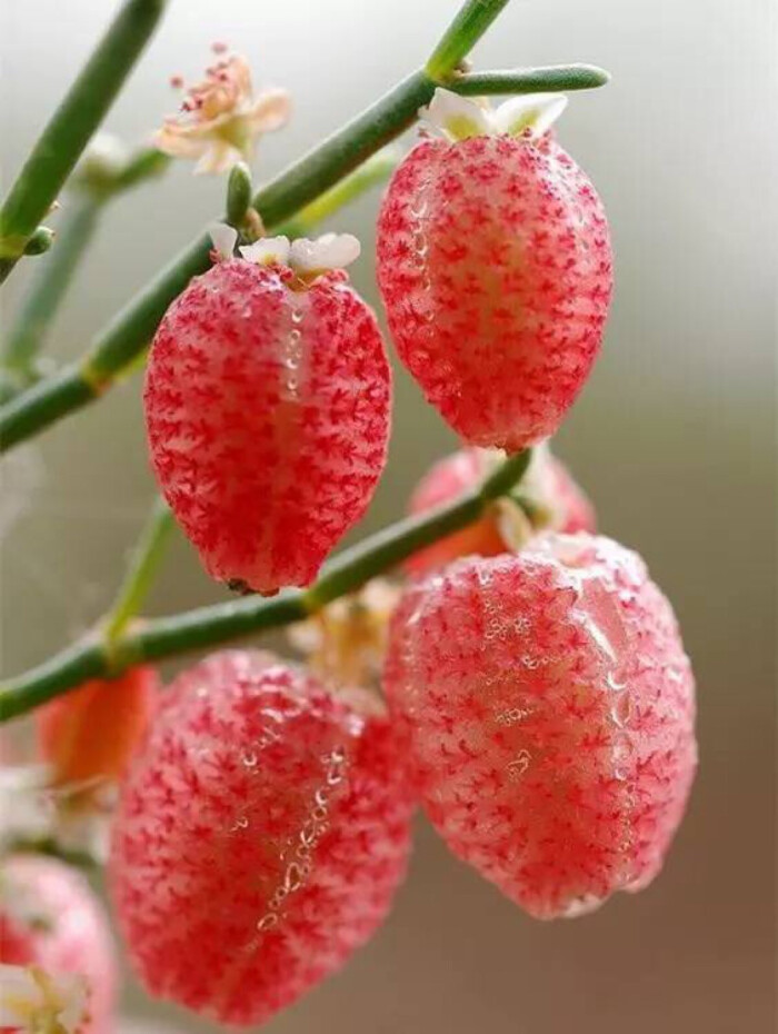 有几种特殊的水果你见过几个,这些精品水果你吃过几种