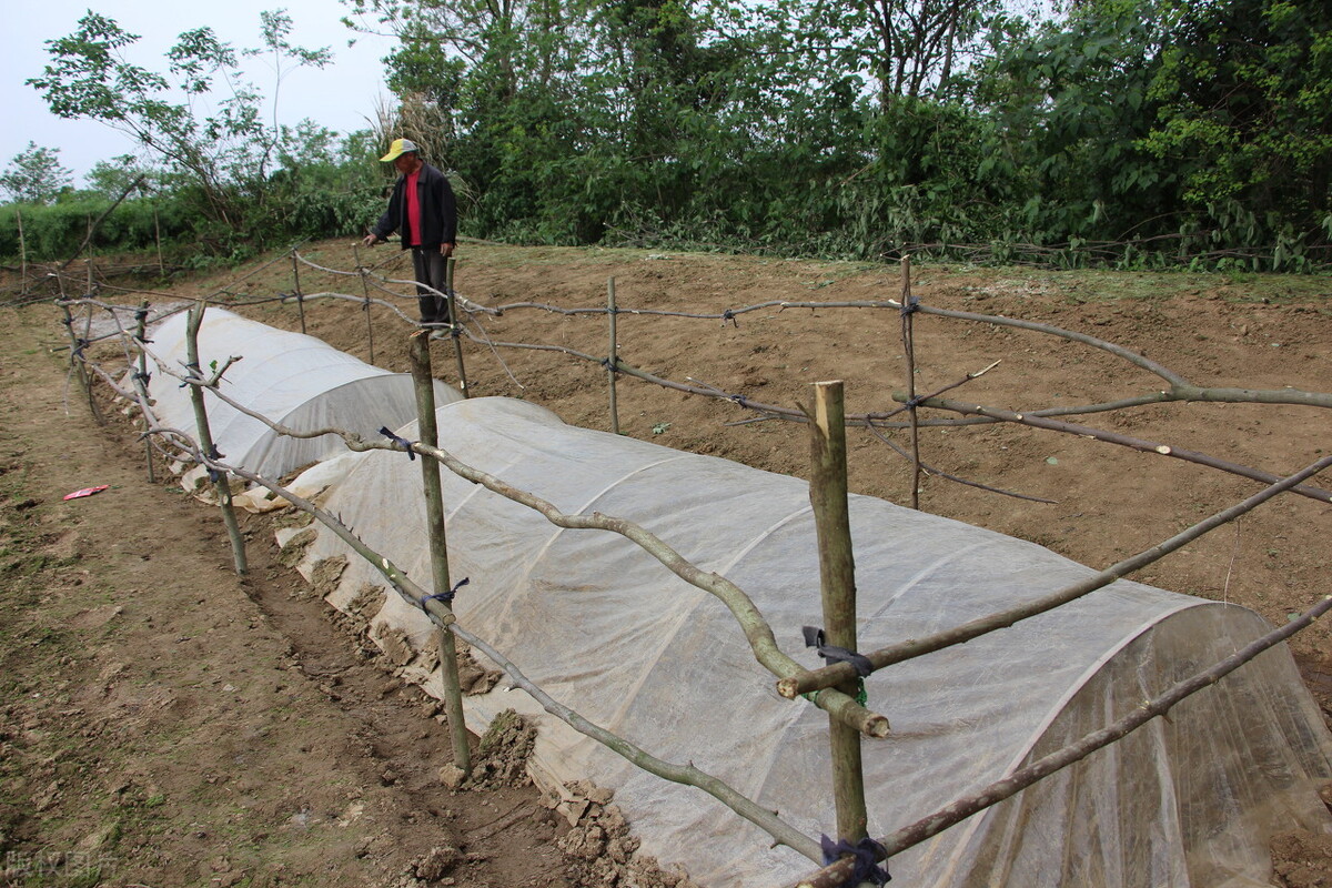 尿液对土壤有影响吗,土壤浇营养液能改善土壤吗