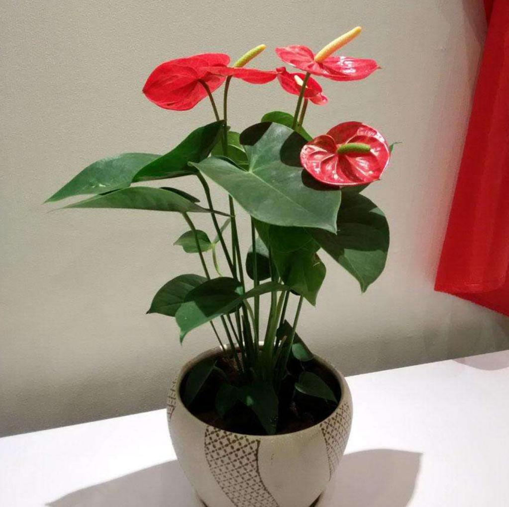 冬季红掌怎样养红掌最怕什么,养护红掌要注意什么