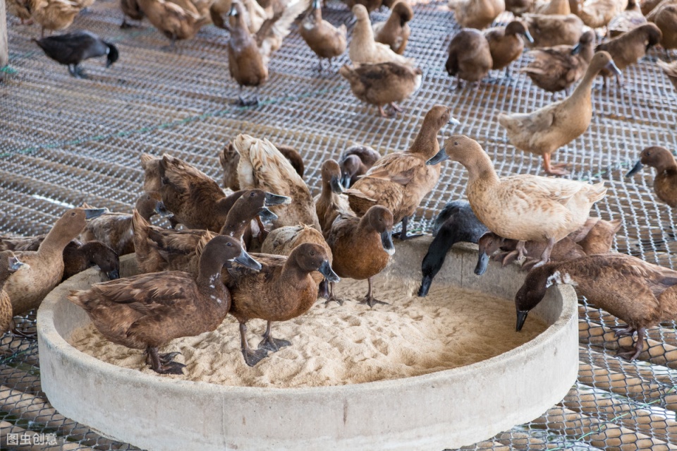 怎样让你的鸭子长的快，养鸭快速出栏的4大方法，简单又有效