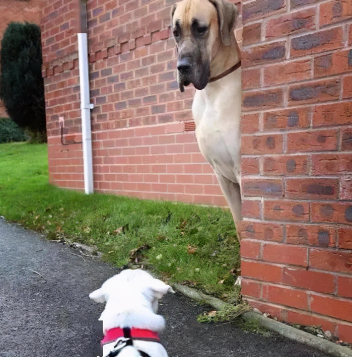 盘点那些胆子很小的狗,狗胆子小怎么办怕别的狗
