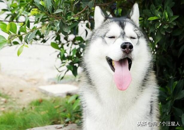 最可爱的狗狗排名有你家狗狗吗,盘点那些比你想象中还可爱的狗狗