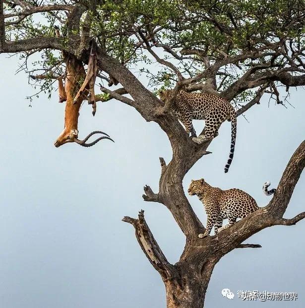 出游在外小心不要被动物吃掉哦