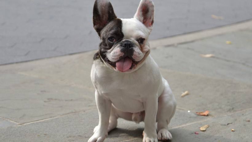 常见的宠物狗品种有哪些,宠物狗大型犬不掉毛有哪些品种