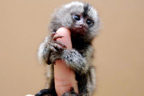 孙猴子跳不出五指山,孙猴子逃不出如来佛的手掌心