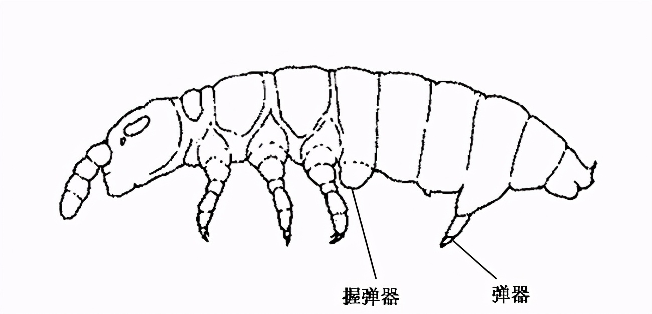 生态缸老死鱼怎么回事,生态缸老是死鱼是什么原因