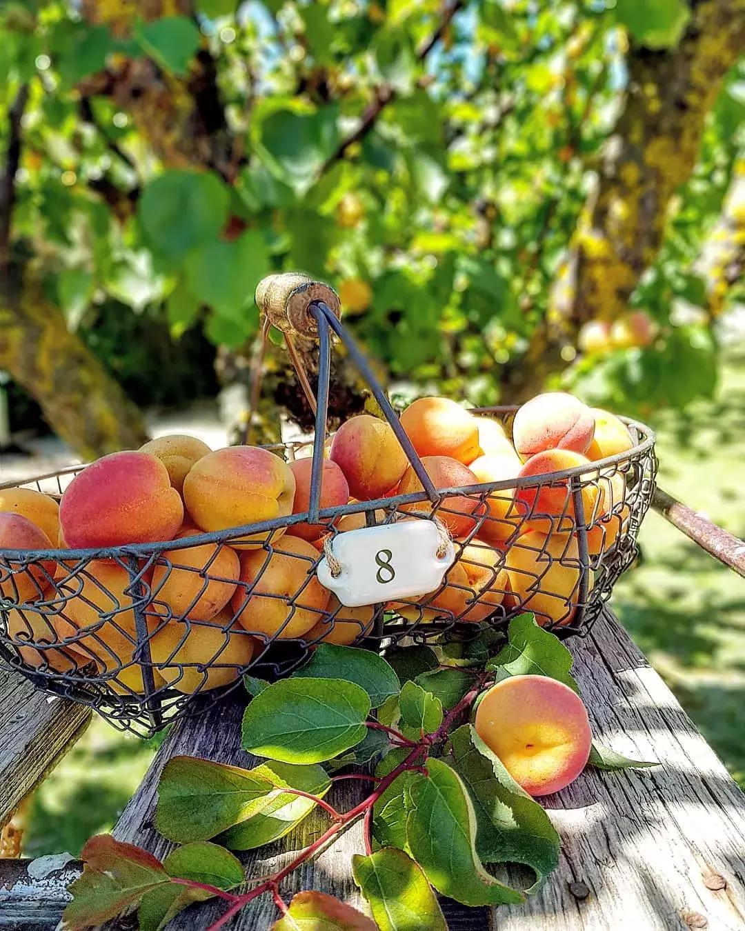 杏是一种什么水果,杏是热带水果么