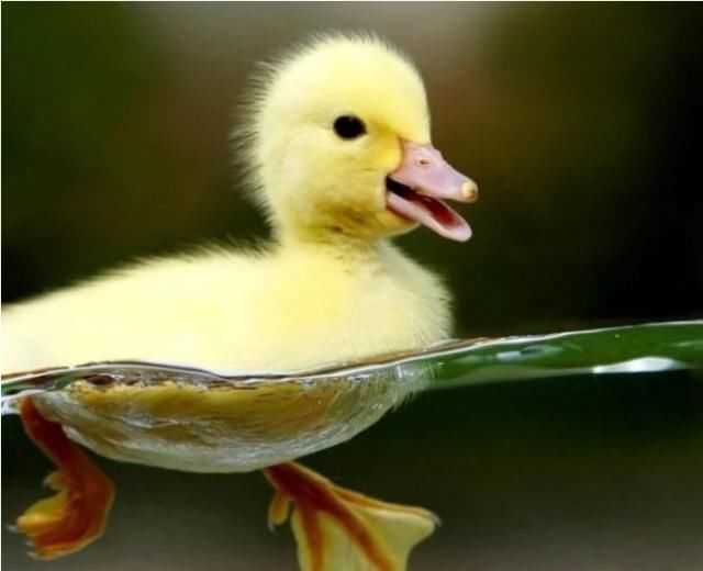 鸭子几天不死表示可以活下来了,鸭子无缘无故死了还吐水