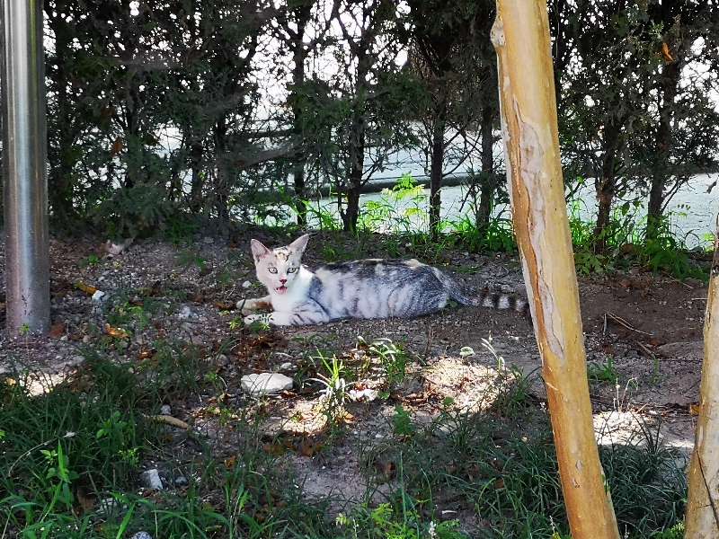 关河令朗诵视频,宋词关河令100首