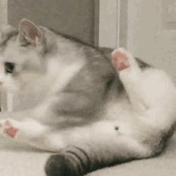 如何区分猫咪有鼻涕和泪痕,蓝白猫咪有泪痕怎么回事