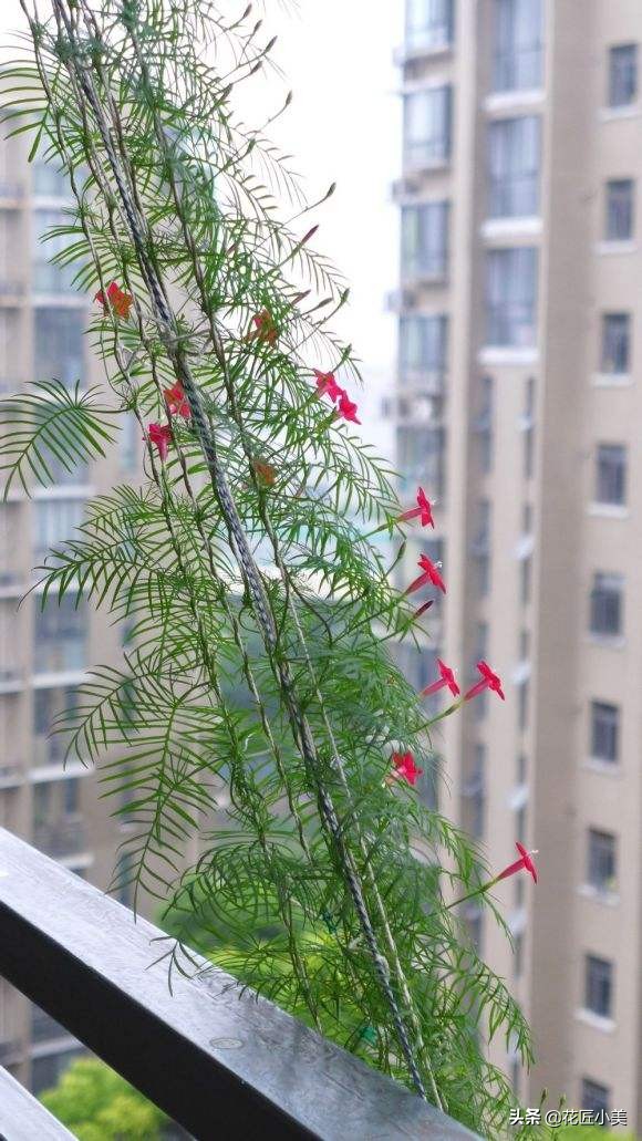 四季开花又耐寒的爬藤植物有哪些,好养的户外爬藤花卉植物有哪些
