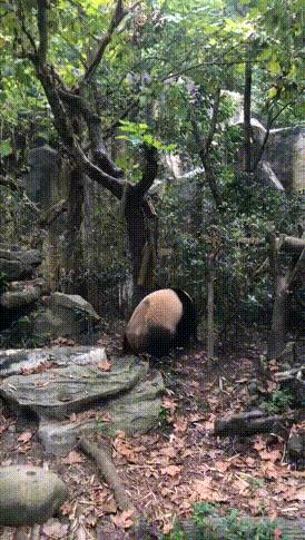 1h刹拢！想看大熊猫就去这3个地方，人少像包场，散养小熊猫