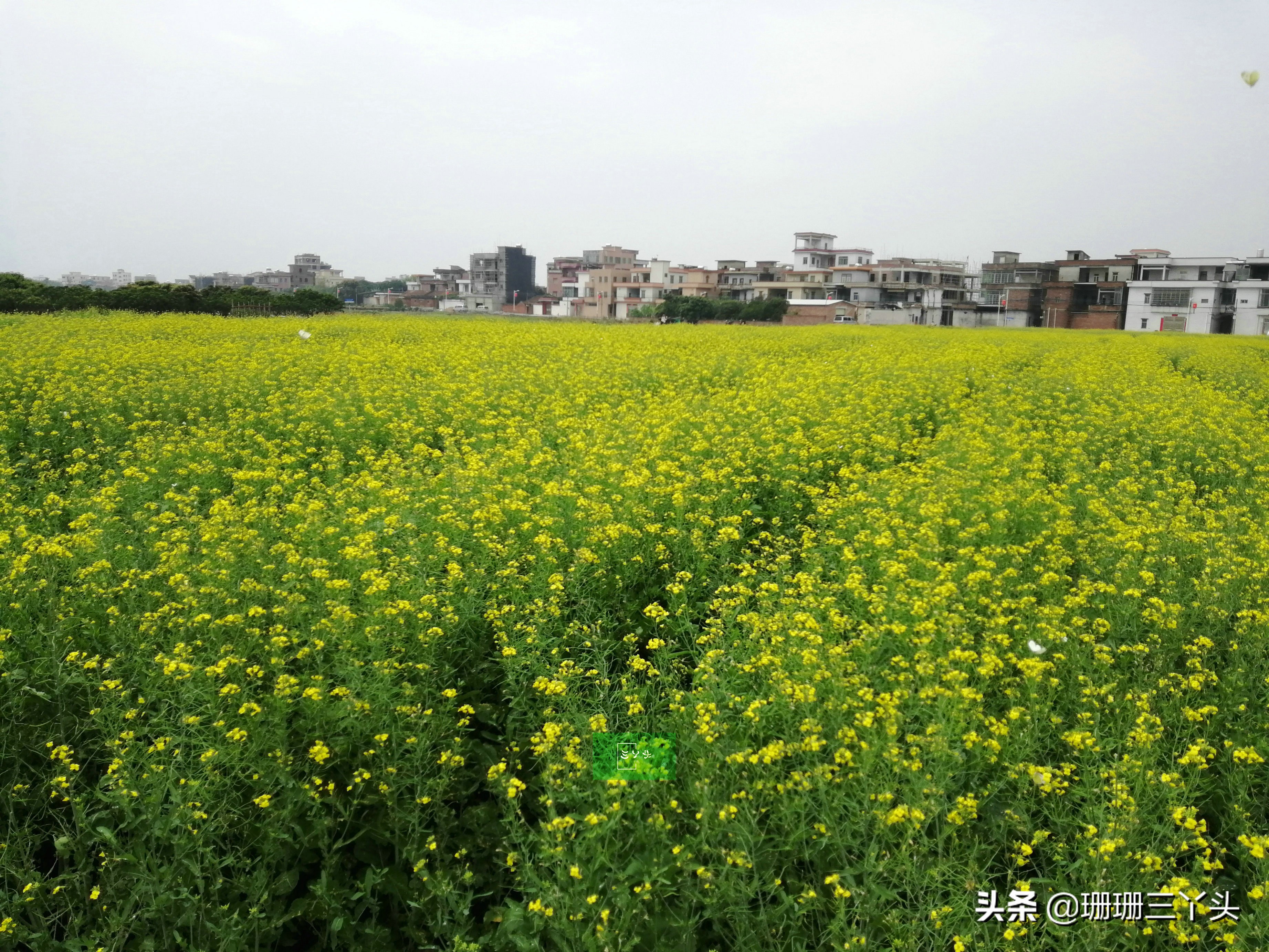 广州春季赏油菜花的地方,广州绝美油菜花海