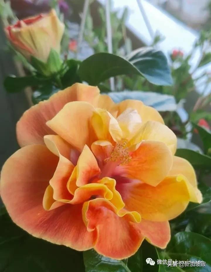 扶桑花和木槿花的区别图片,扶桑木槿花图片