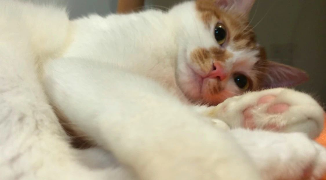 对猫毛过敏又想养猫怎么办,孩子对猫毛过敏可以养猫吗