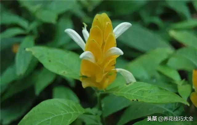 常见小区绿化100种植物图片,常见的水生植物有哪些种