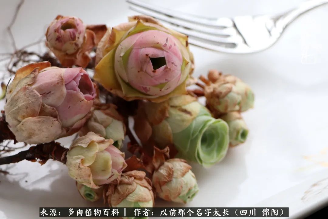 山地玫瑰夏天,山地玫瑰花怎么玩