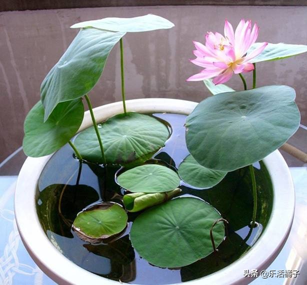 无土水培睡莲荷花四季开花,莲花睡莲种子水培怎么养