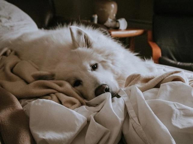 一招解决狗狗分离焦虑用被子盖好,该如何缓解狗狗的紧张焦虑