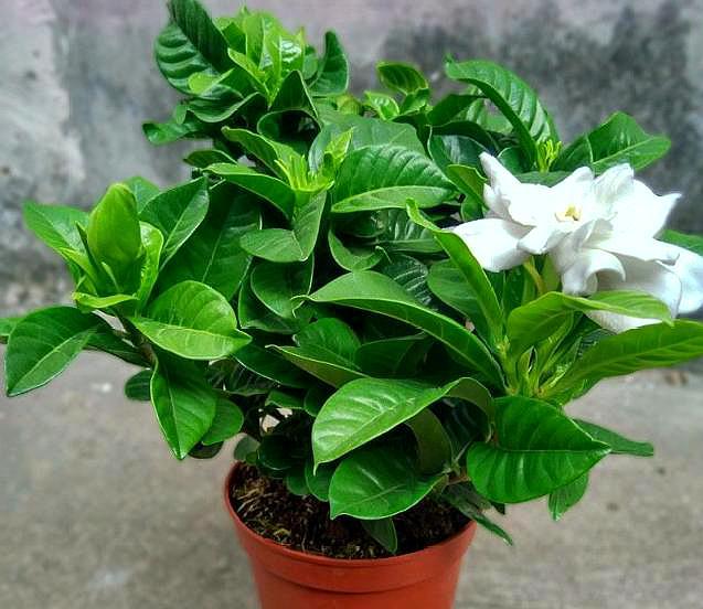 栀子花怎么养才会茂盛多开花快,怎么样使栀子花叶子油绿常开花