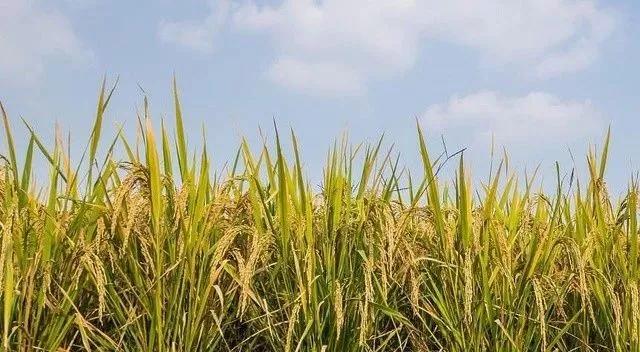 乐东一座什么样的小城,海南乐东最好的城市