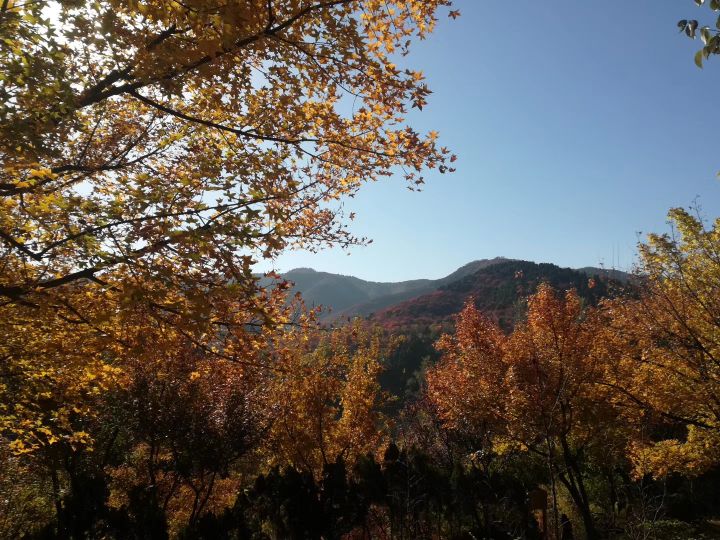 济南红叶谷视频,济南红叶谷今年最佳观赏红叶时间