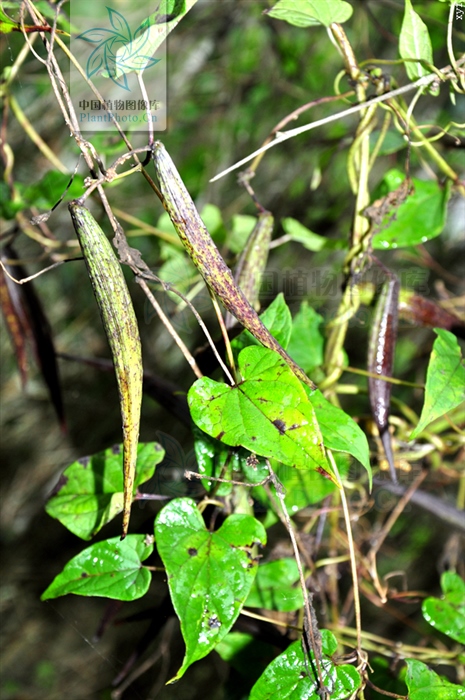 托腰散,托腰散的功效