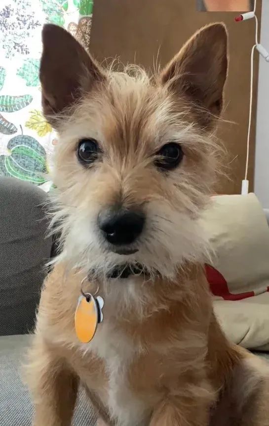 我家狗子被日托所开除了，哈哈哈哈哈笑喷了