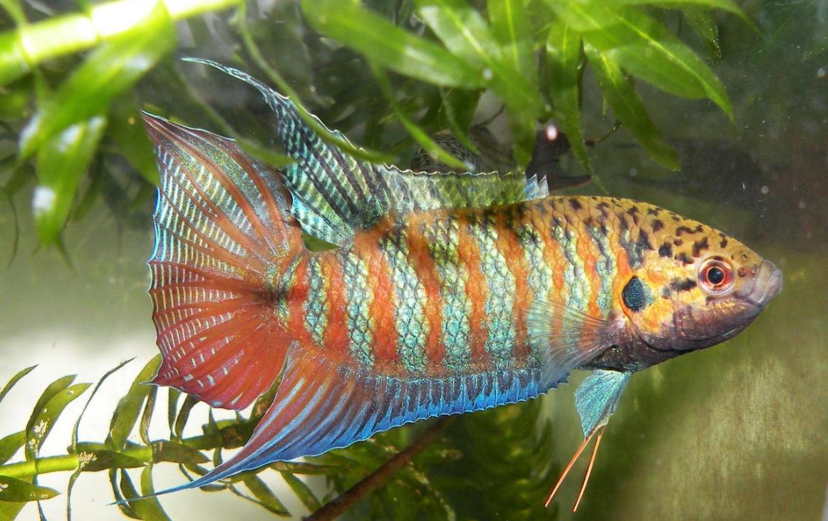 中国斗鱼应该怎么养出状态,中国斗鱼怎么养才漂亮视频