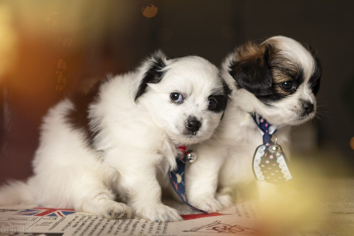 小奶狗拉稀带血但精神好,小奶狗拉稀但是精神很好