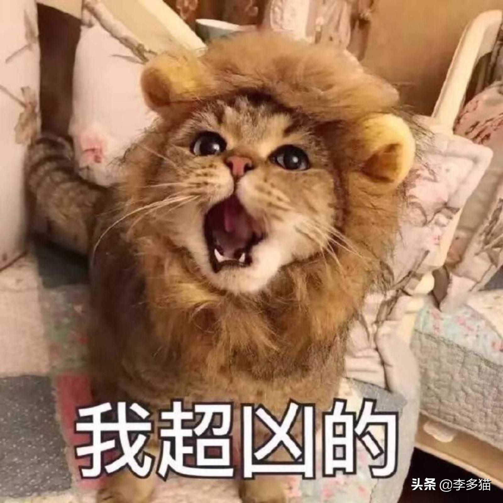 新手养猫必看一招搞定猫咪驱虫,养宠须知这份猫咪驱虫指南请收好