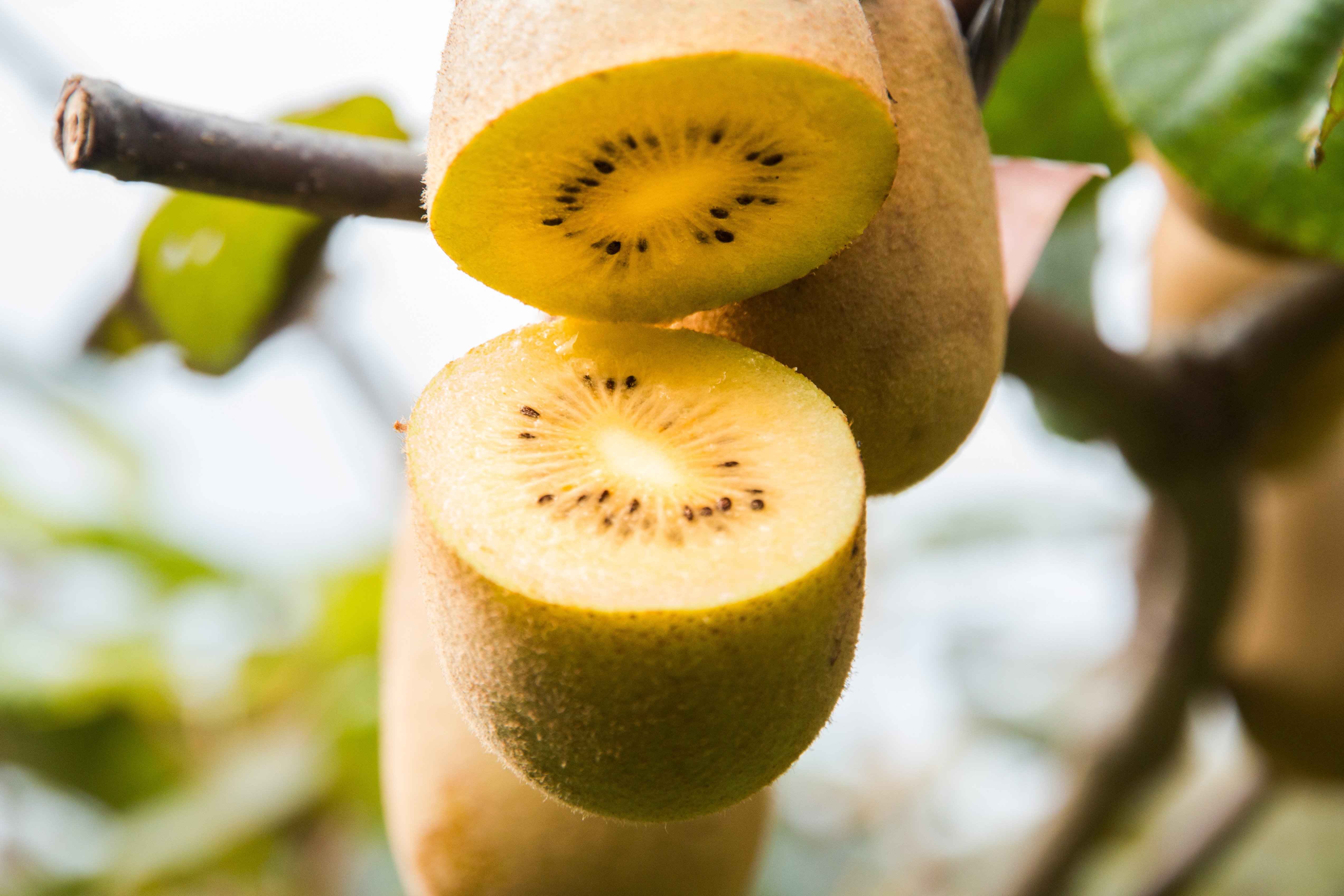 适合孕妇高血糖的水果,适合孕妇血糖高吃的水果有哪些