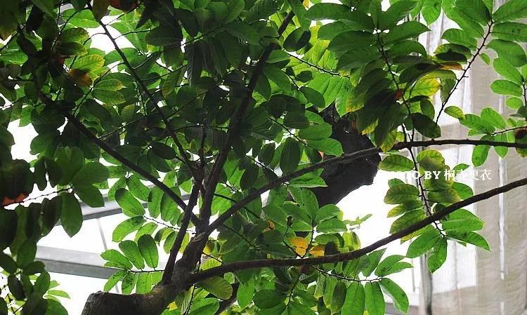 25种常见有毒的花草树木,警惕50种有毒植物