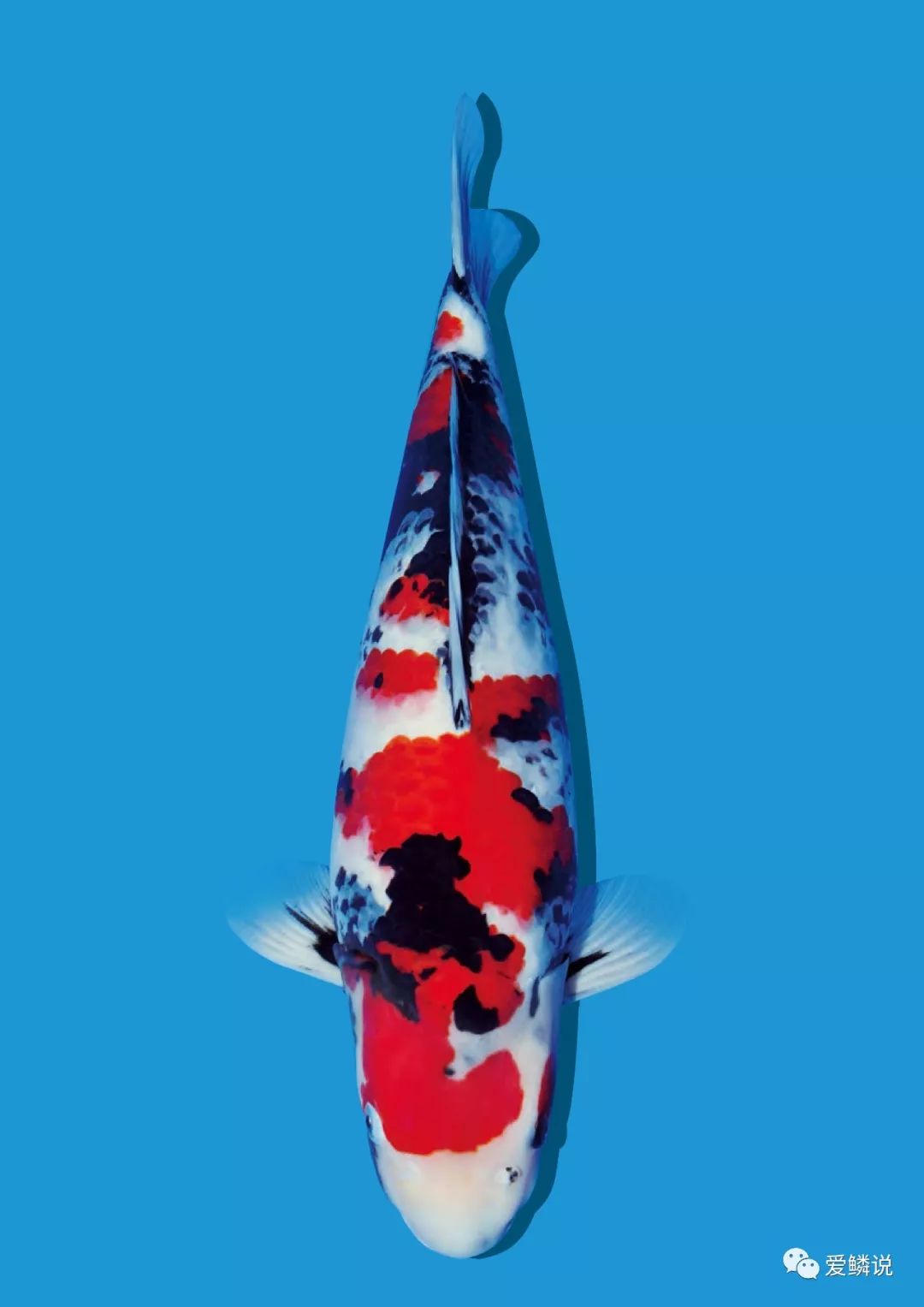 锦鲤池怎么过滤好,锦鲤池过滤池可以养什么