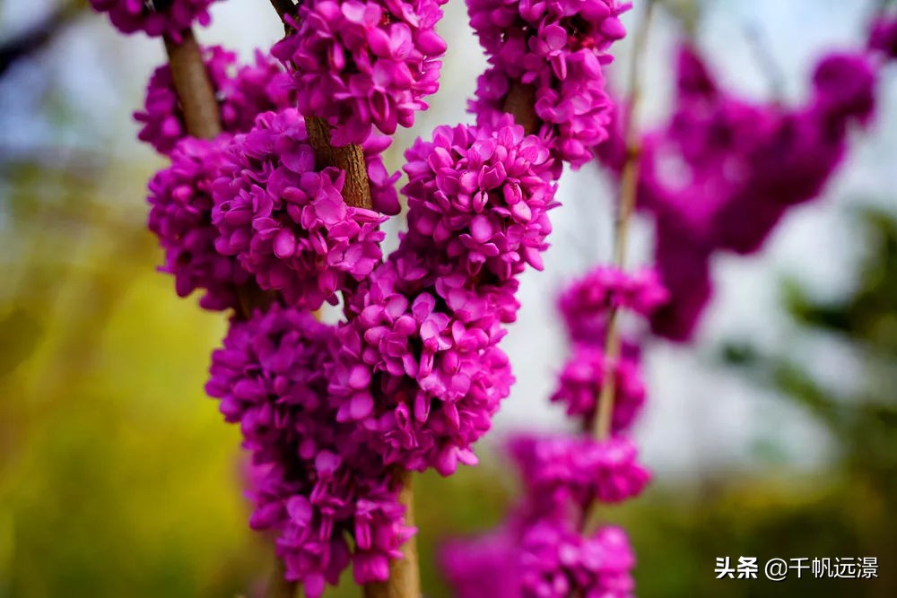 阳春四月春意盎然,阳春四月艳阳照