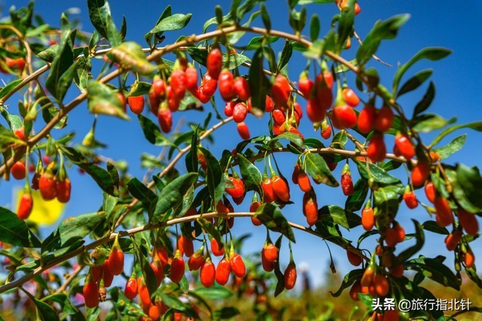 美丽青海，秋收的季节都兰红了，爆汁鲜甜的枸杞有小拇指大小